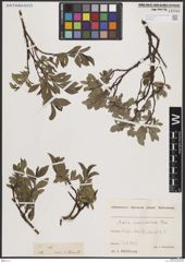Foto von Salix breviserrata Flod.